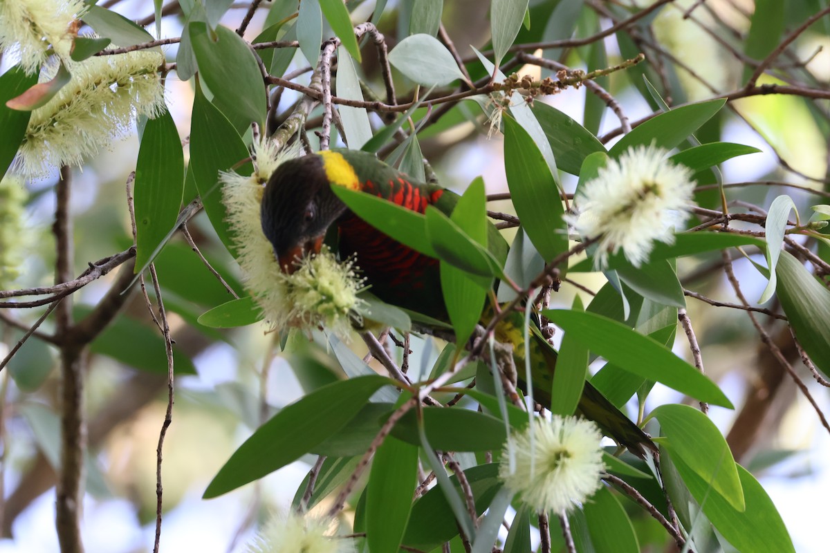 Coconut Lorikeet - ML653361833
