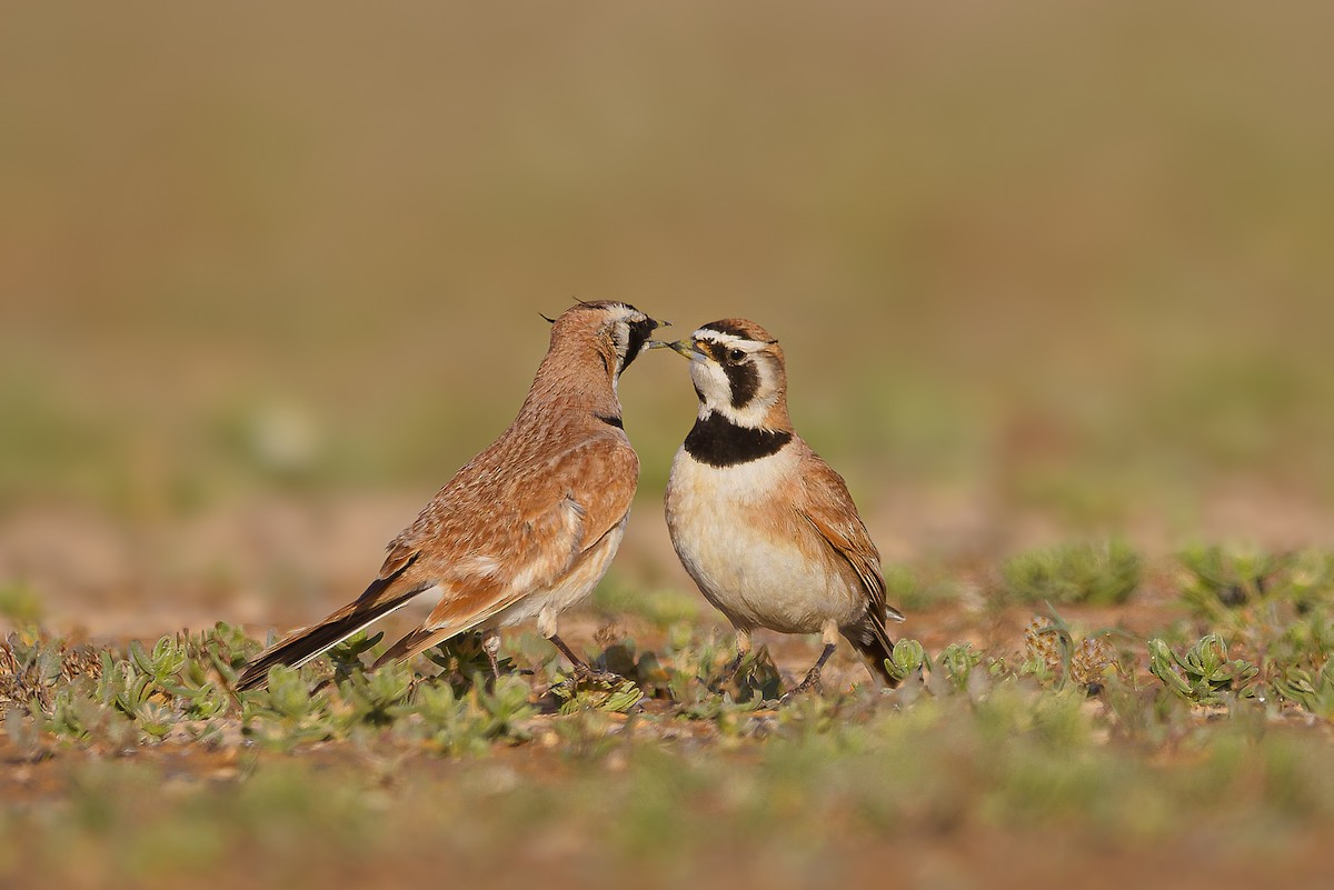 Сахарский жаворонок - ML653362570