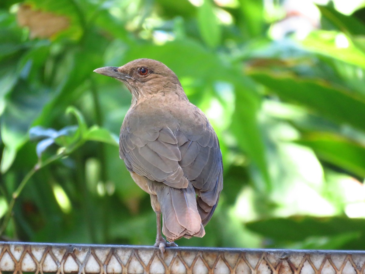 drozd hnědý - ML653364043