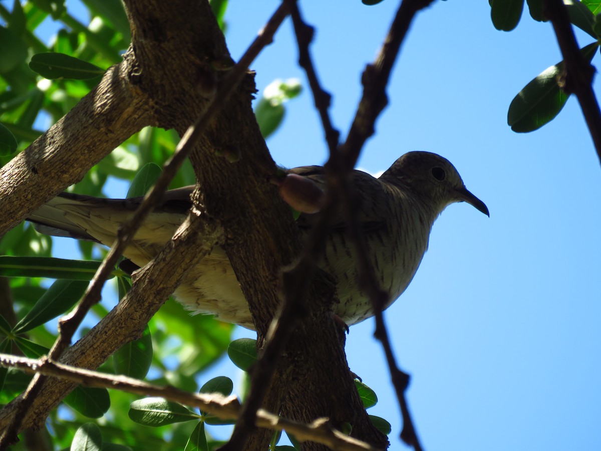 holoubek mexický - ML653364214