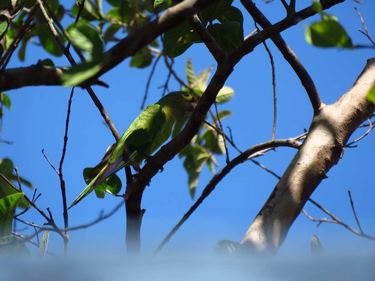 aratinga oranžovočelý - ML653364300