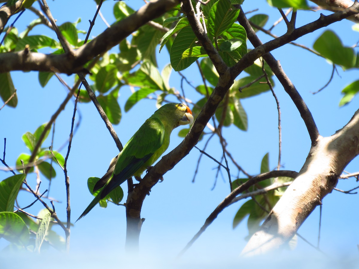 aratinga oranžovočelý - ML653364301