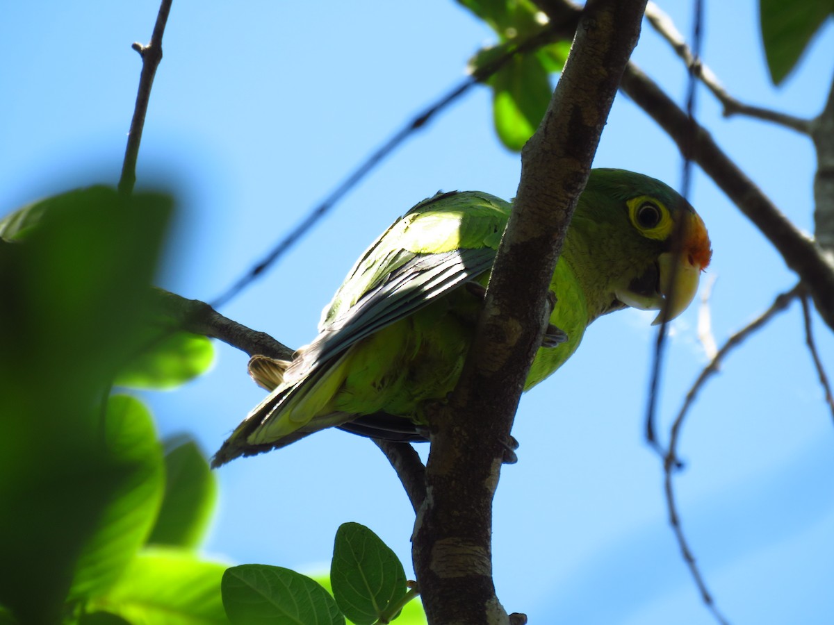 aratinga oranžovočelý - ML653364302