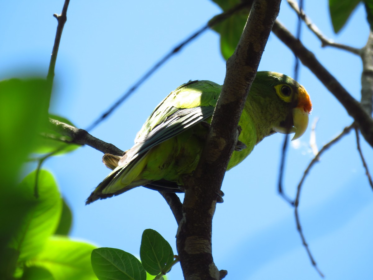 aratinga oranžovočelý - ML653364303