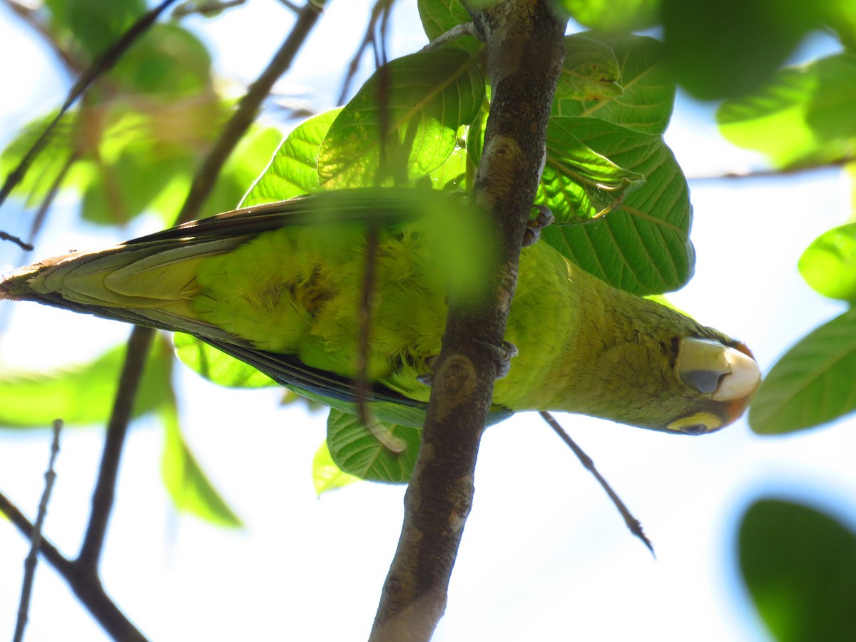 aratinga oranžovočelý - ML653364304