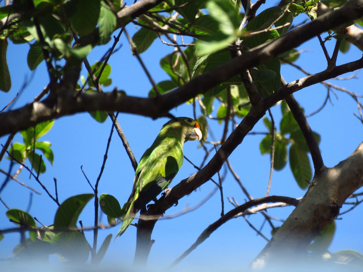 aratinga oranžovočelý - ML653364305