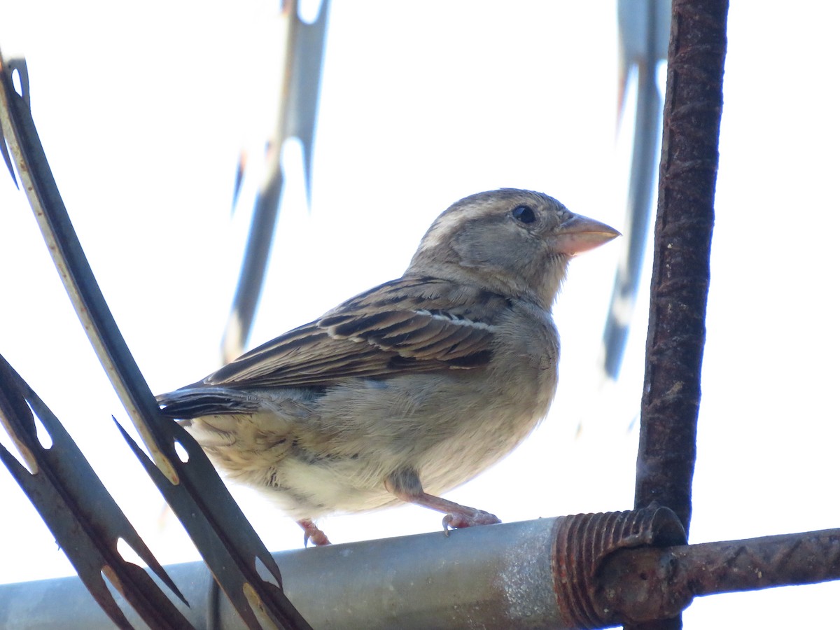 vrabec domácí - ML653364325