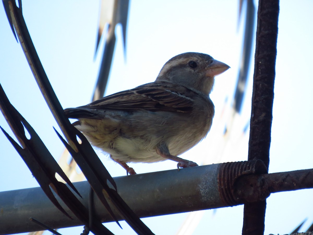 vrabec domácí - ML653364326