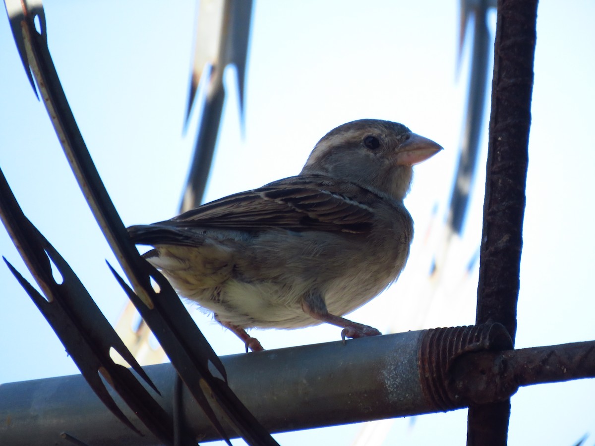 vrabec domácí - ML653364327