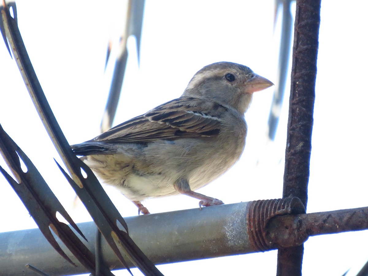 vrabec domácí - ML653364328