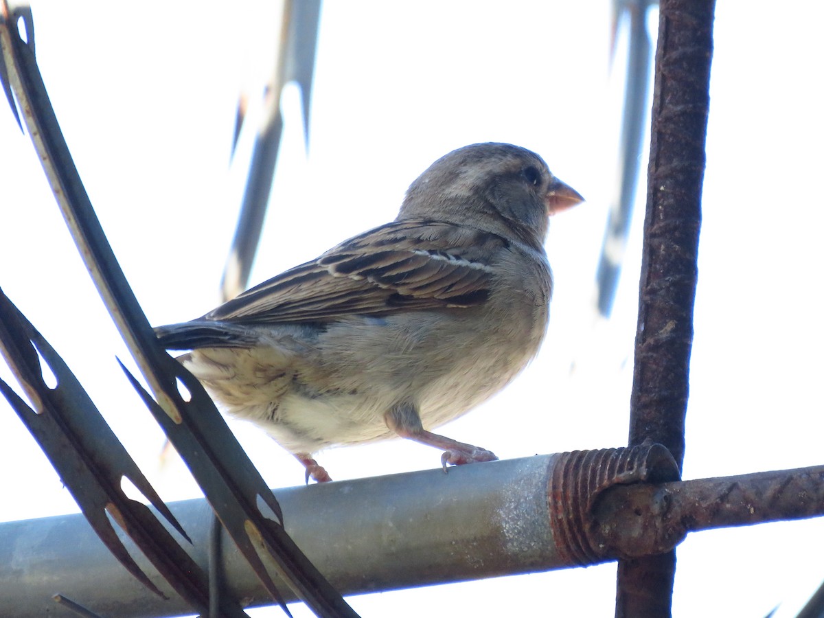 vrabec domácí - ML653364331