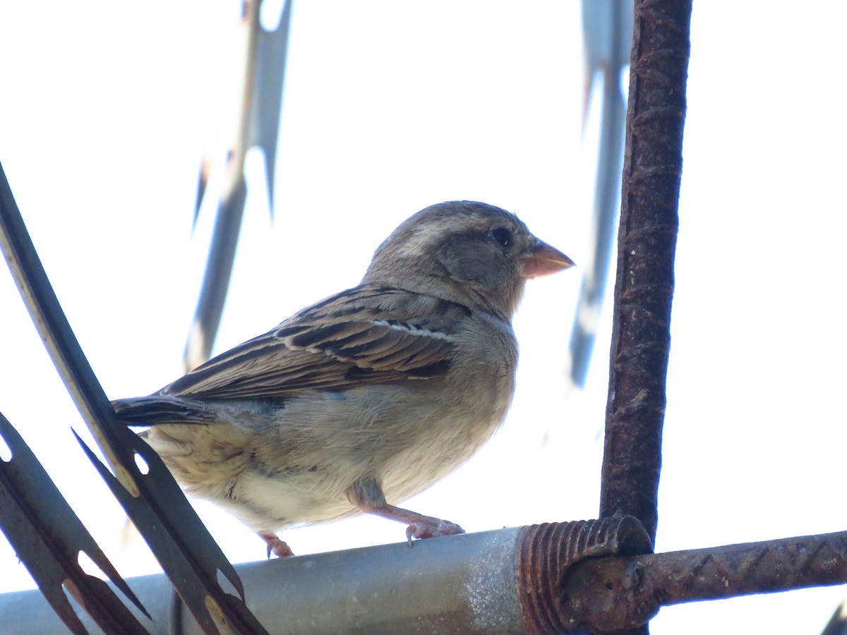 vrabec domácí - ML653364332