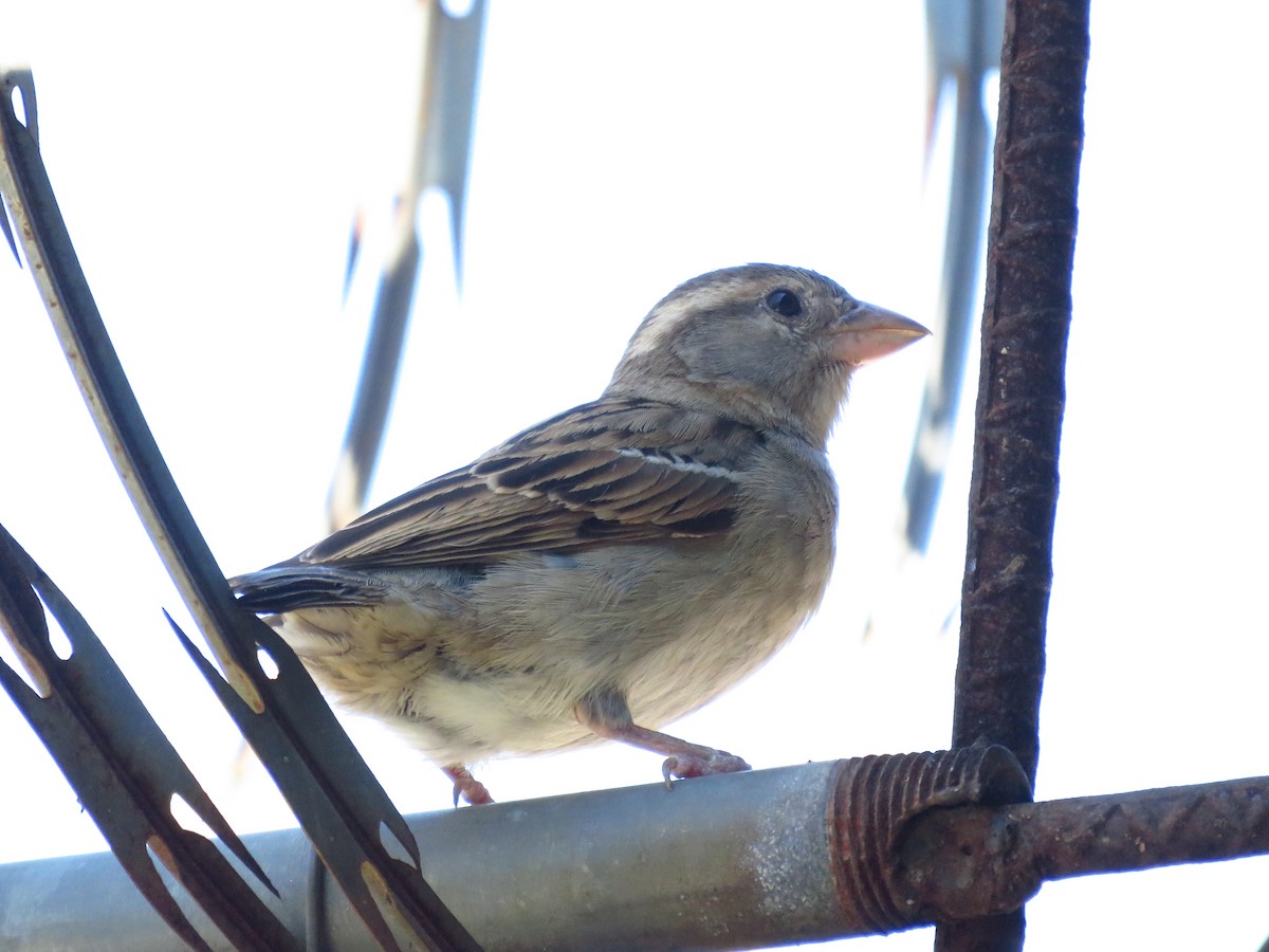 vrabec domácí - ML653364333