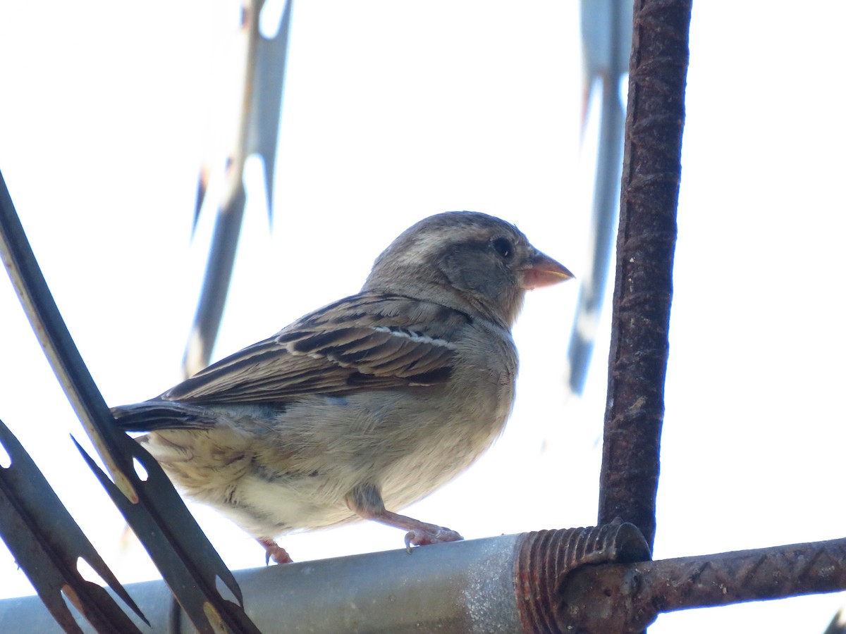 vrabec domácí - ML653364335