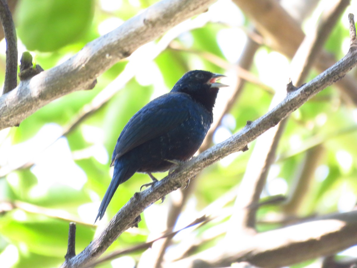 Blue-black Grassquit - ML653364365