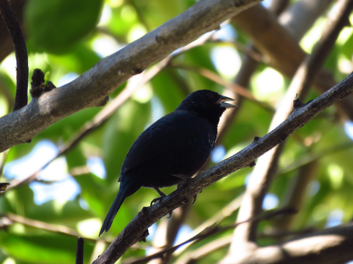 Blue-black Grassquit - ML653364366