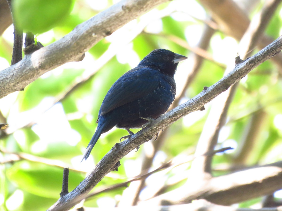 Blue-black Grassquit - ML653364367