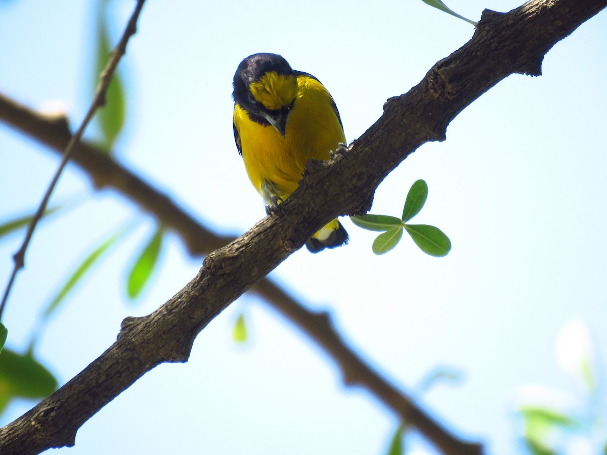 libohlásek křovištní - ML653364421