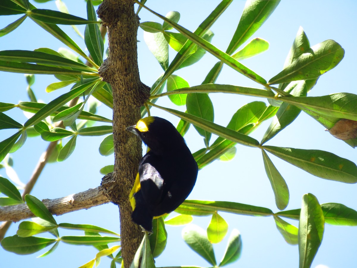 libohlásek křovištní - ML653364422