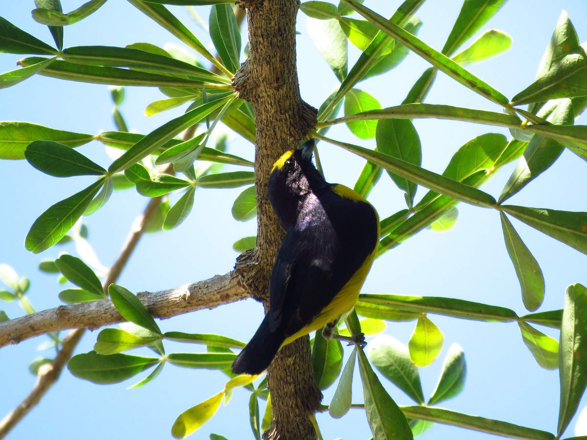 libohlásek křovištní - ML653364424