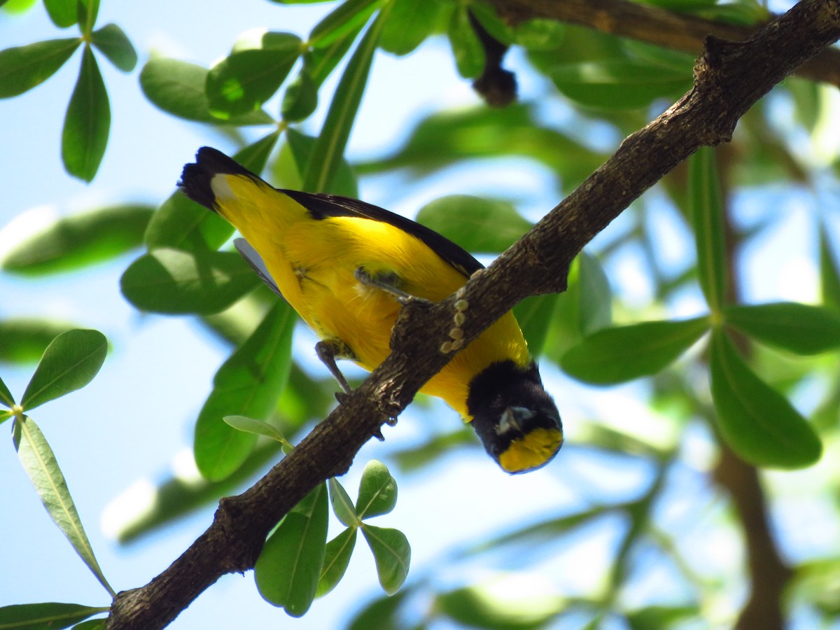 libohlásek křovištní - ML653364425