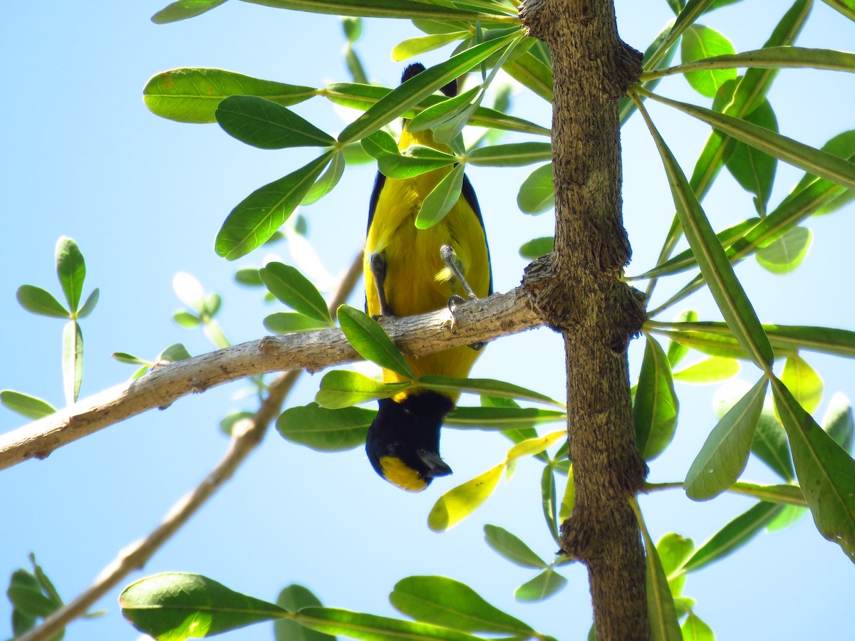 libohlásek křovištní - ML653364426