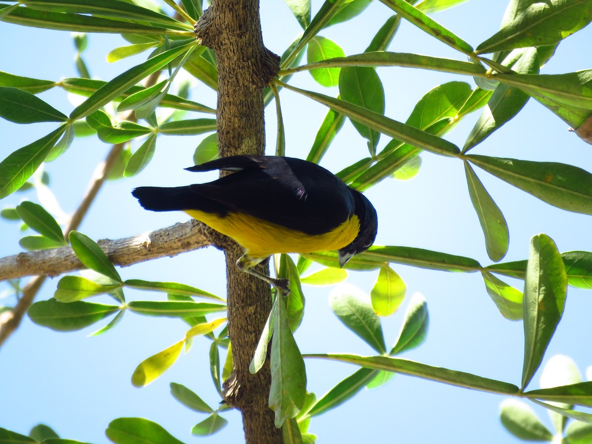 libohlásek křovištní - ML653364427