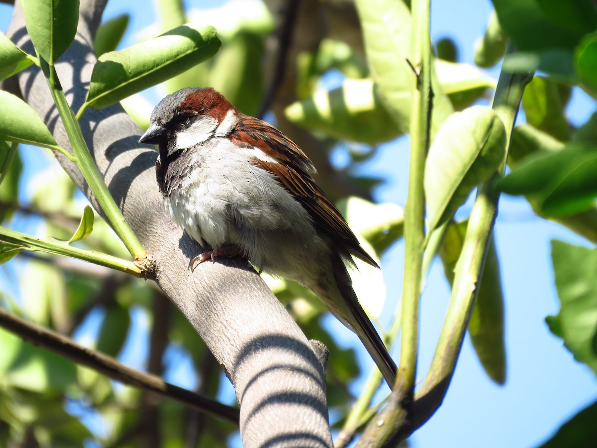 vrabec domácí - ML653364447