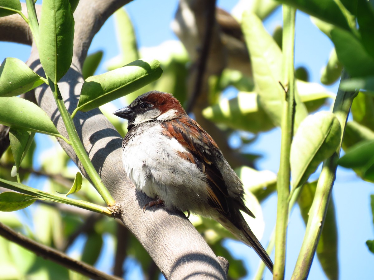 vrabec domácí - ML653364448