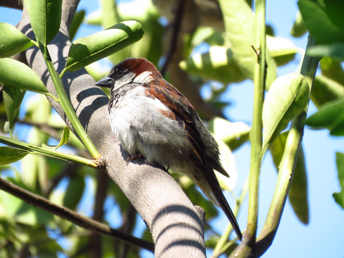 vrabec domácí - ML653364449