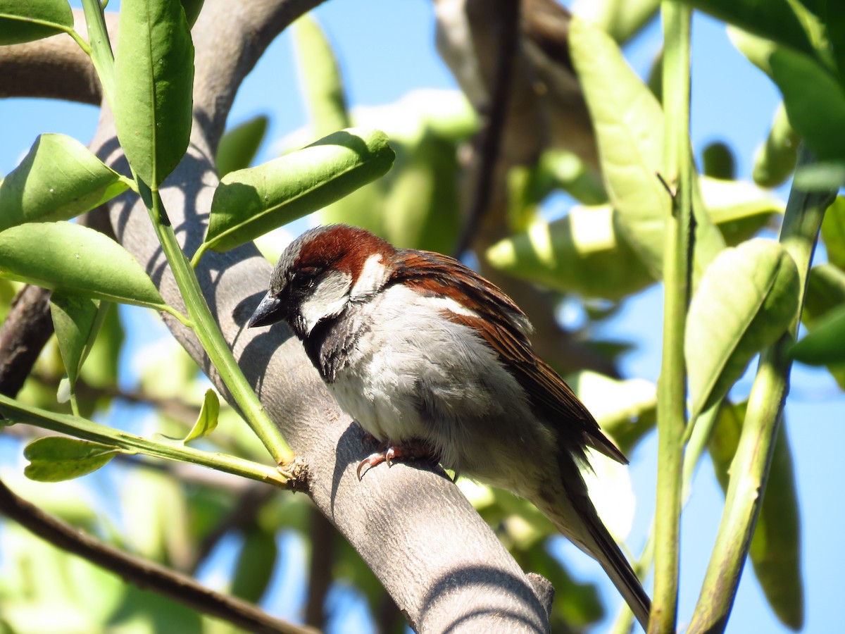 vrabec domácí - ML653364450