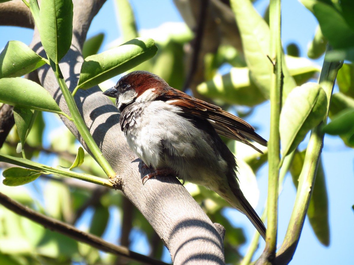 vrabec domácí - ML653364451