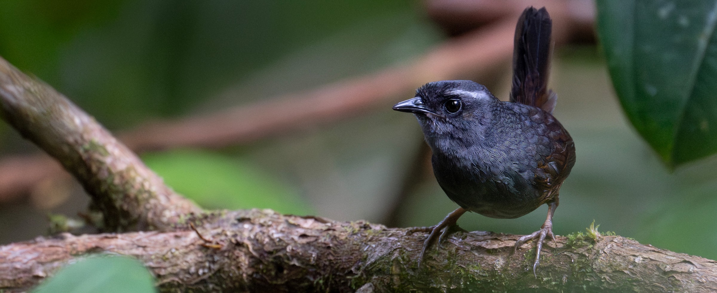 Tacarcuna Tapaculo