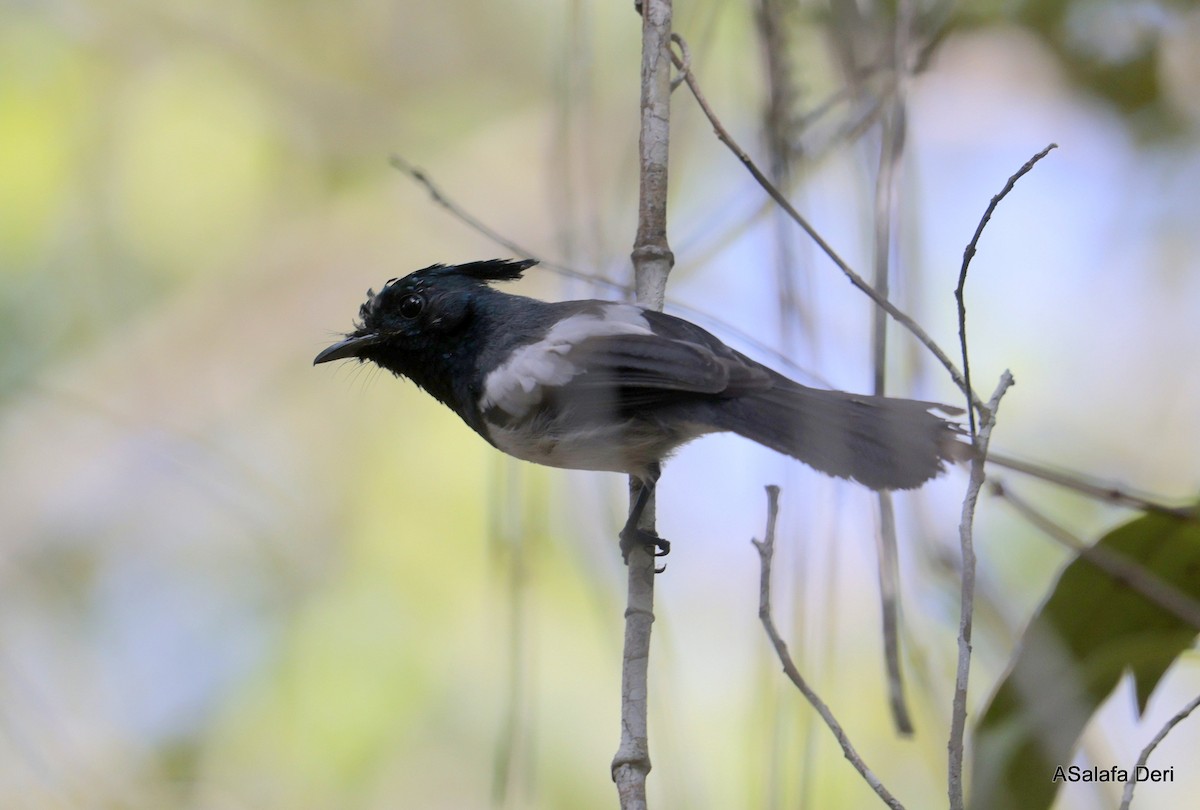 African Crested Flycatcher (Eastern) - ML653367628