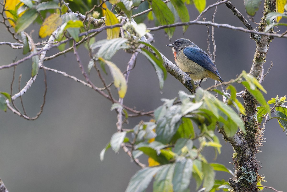 Fire-throated Flowerpecker - ML653370379