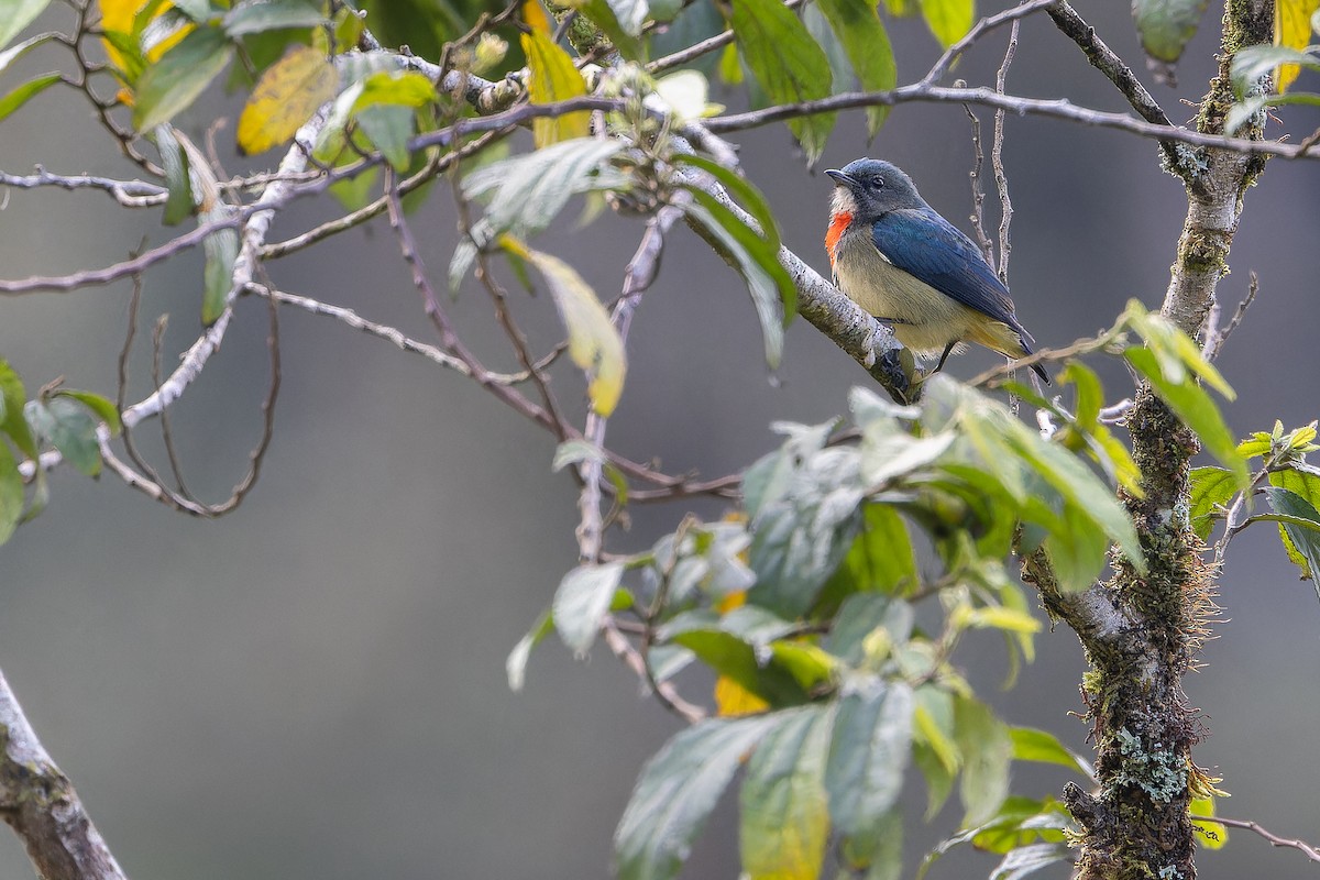 Fire-throated Flowerpecker - ML653370382