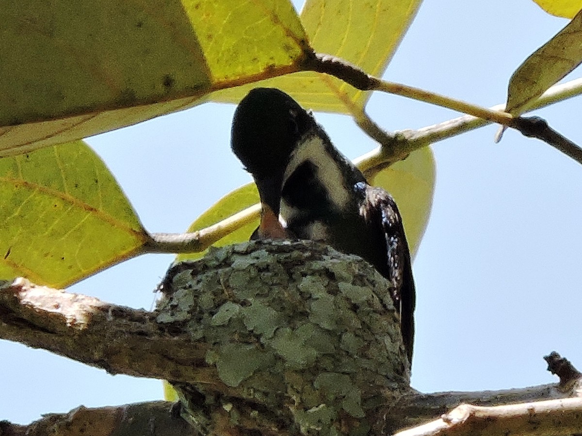 Green-breasted Mango - Francisco Dubón