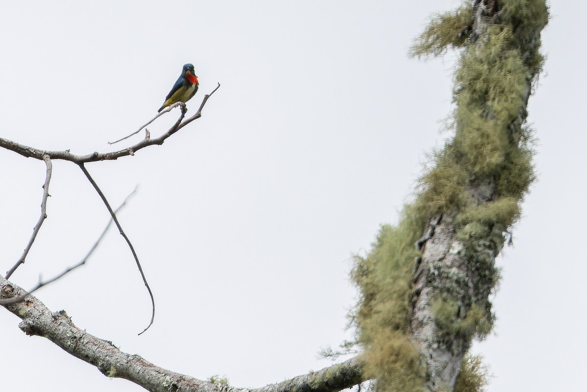 Fire-throated Flowerpecker - ML653371787