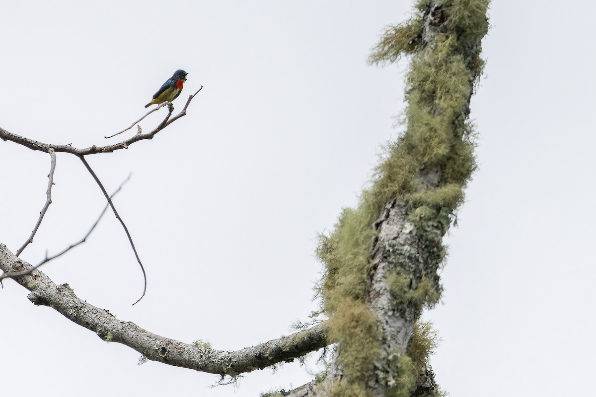 Fire-throated Flowerpecker - ML653371788