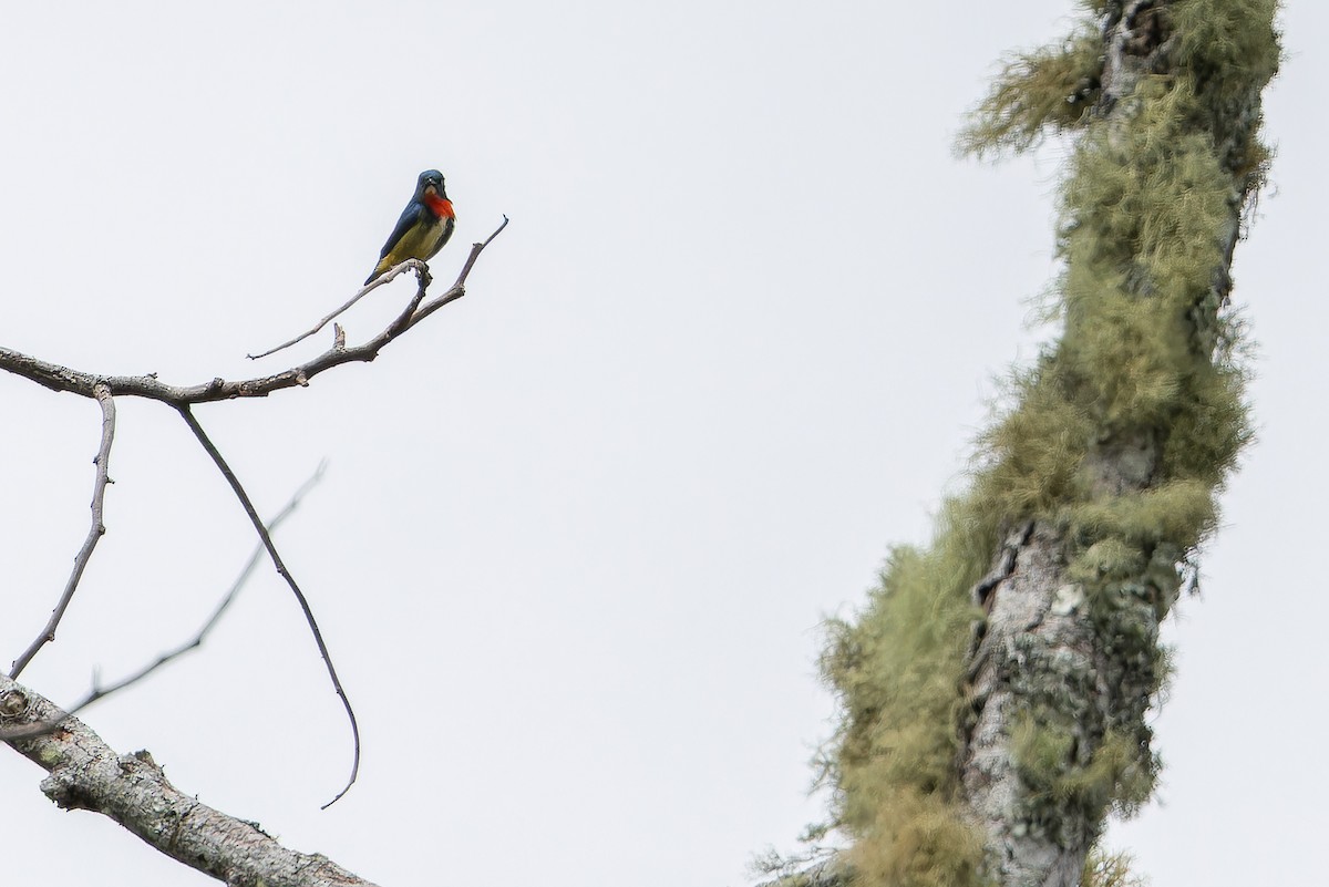Fire-throated Flowerpecker - ML653371789