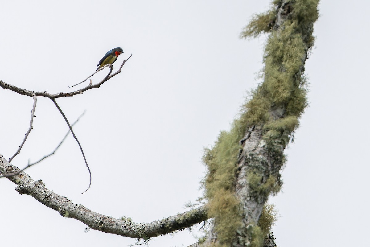 Fire-throated Flowerpecker - ML653371790