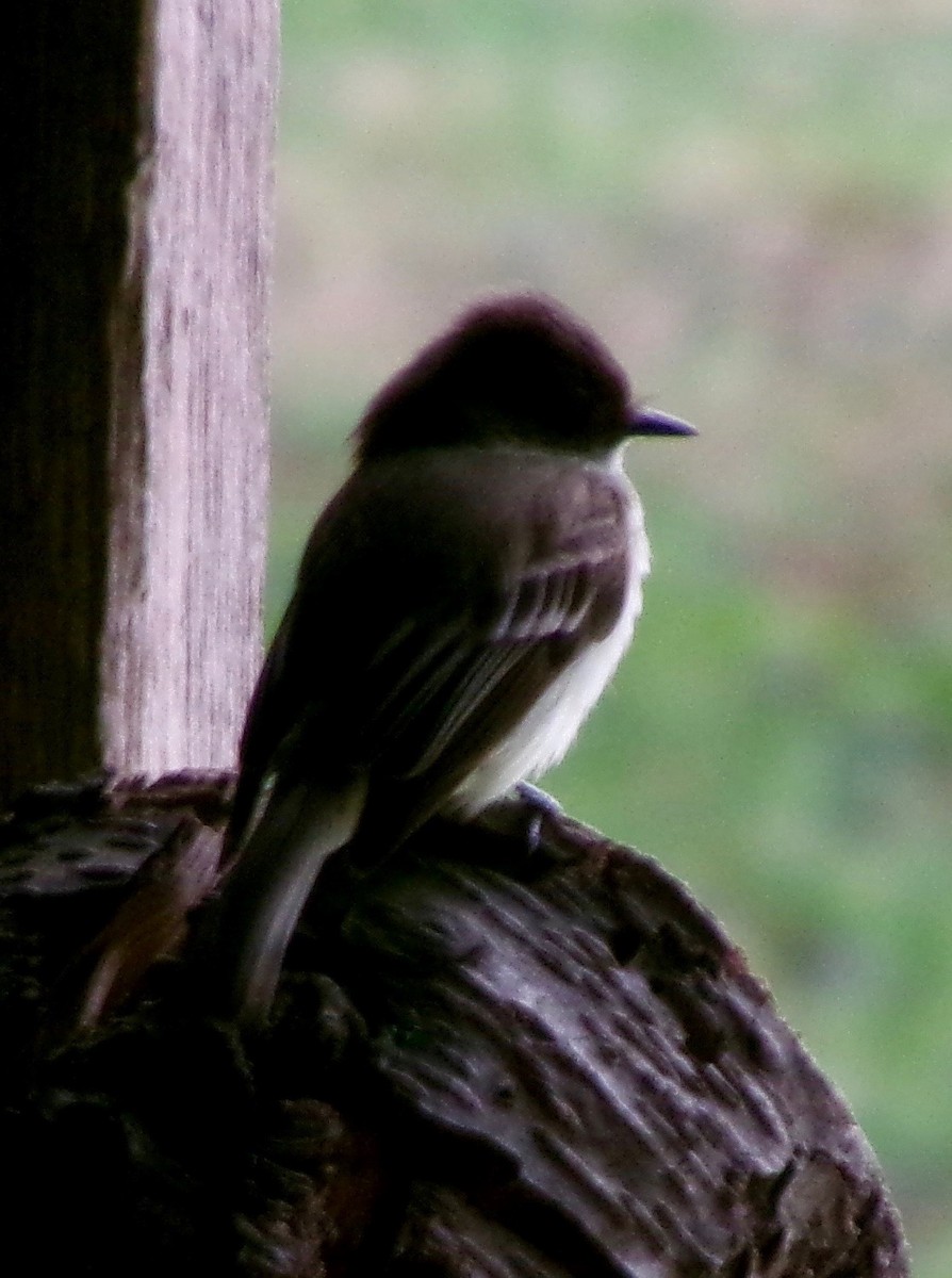eBird Checklist - 23 Mar 2026 - Frank Lyne's Farm (Private) stakeout ...