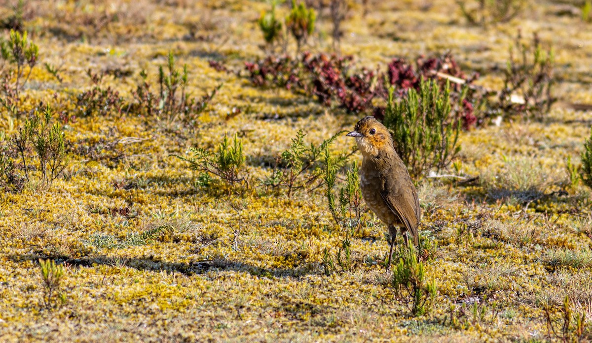 Boyaca Antpitta - ML653373774