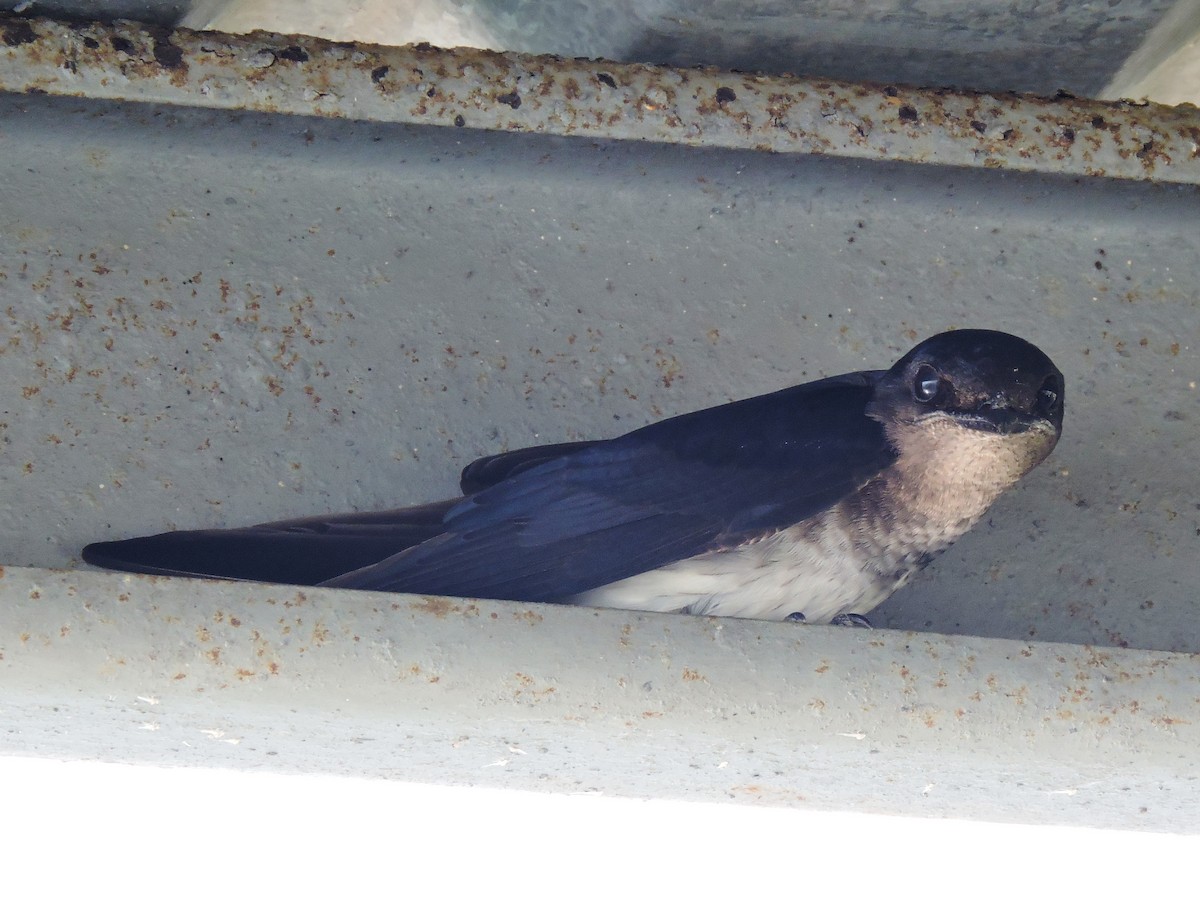 Gray-breasted Martin - ML65337381