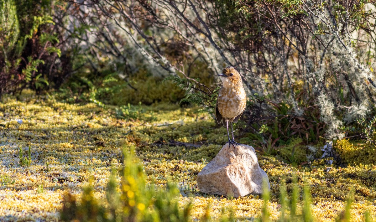 Boyaca Antpitta - ML653374641