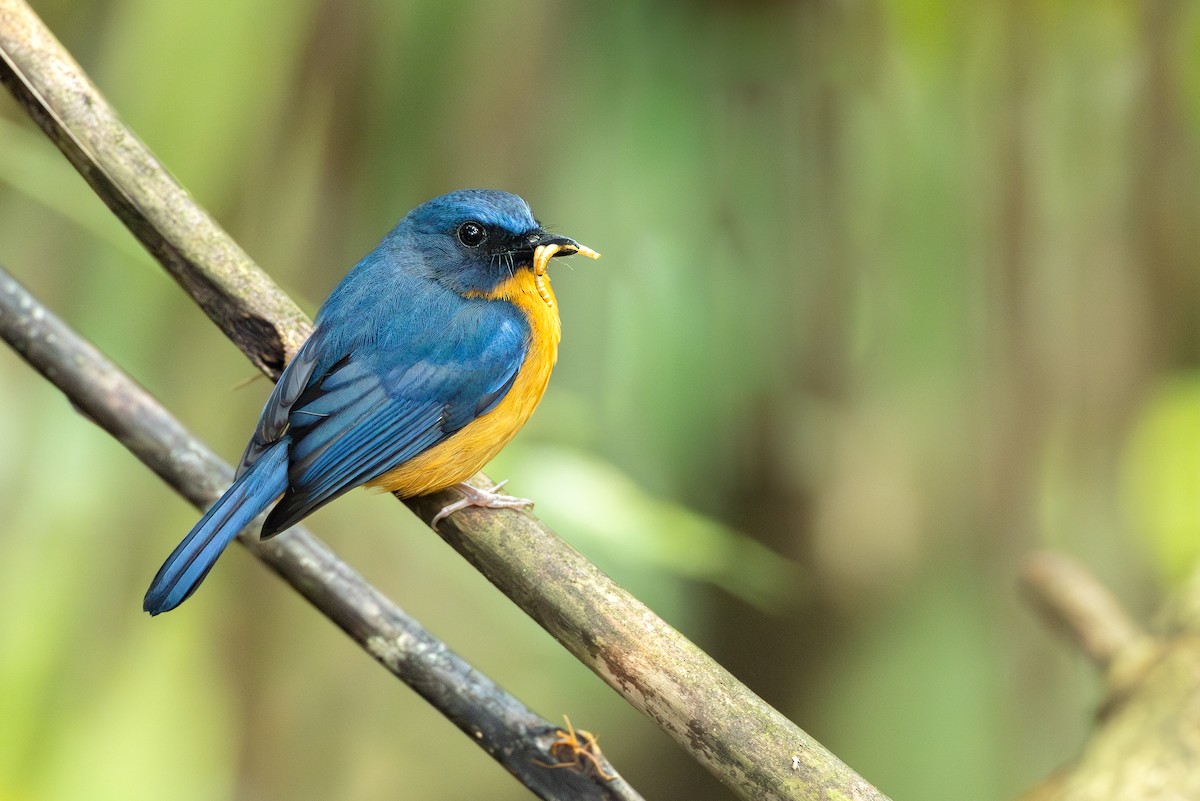 Sulawesi Blue Flycatcher - ML653376123