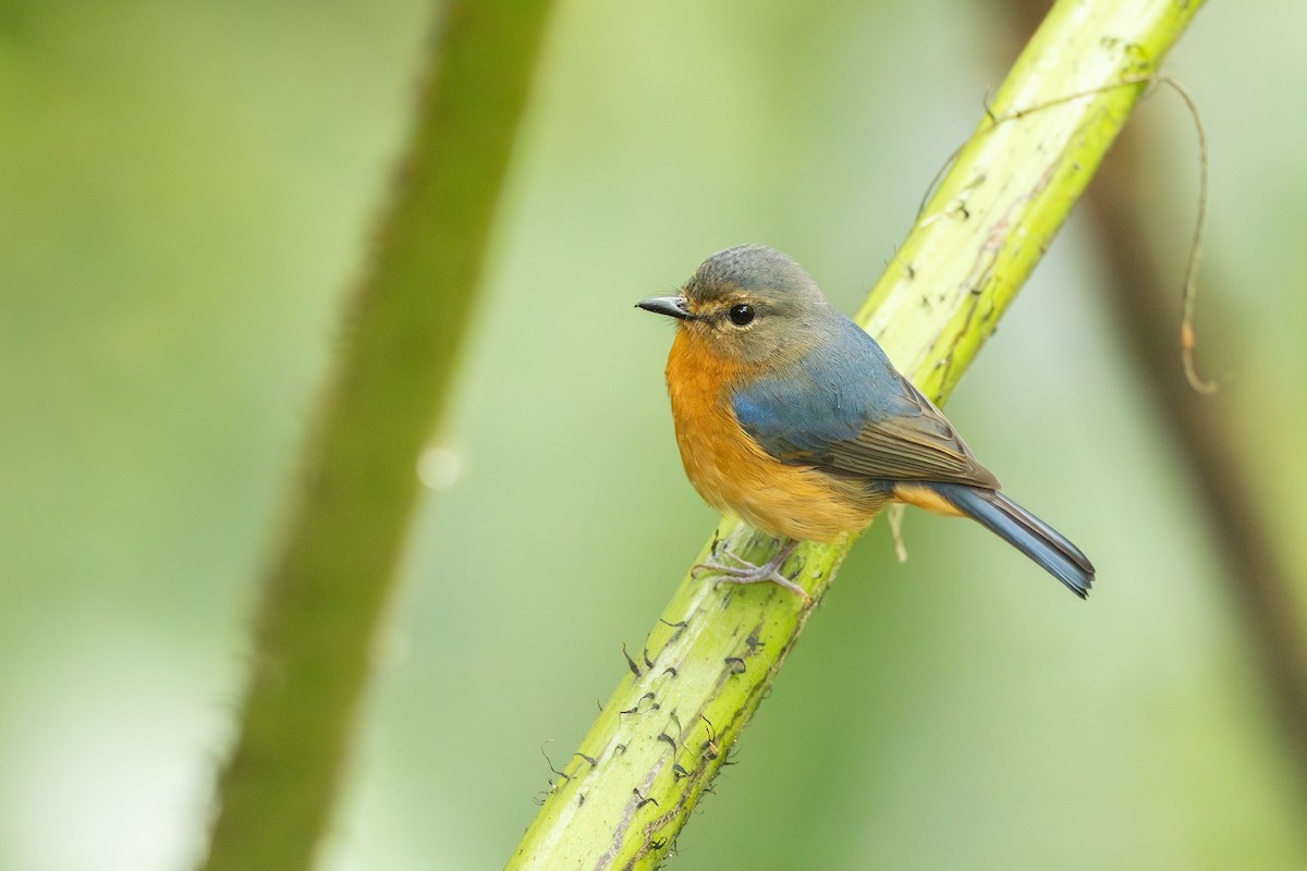 Sulawesi Blue Flycatcher - ML653376124