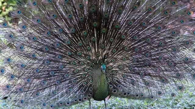 Green Peafowl - ML653379114