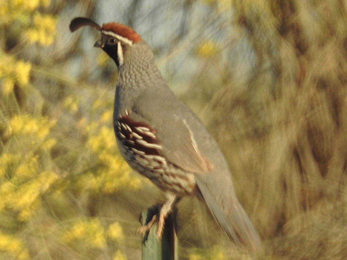 Gambel's Quail - ML653381843