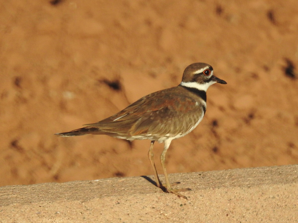 Kildir txirritxoa - ML653381862